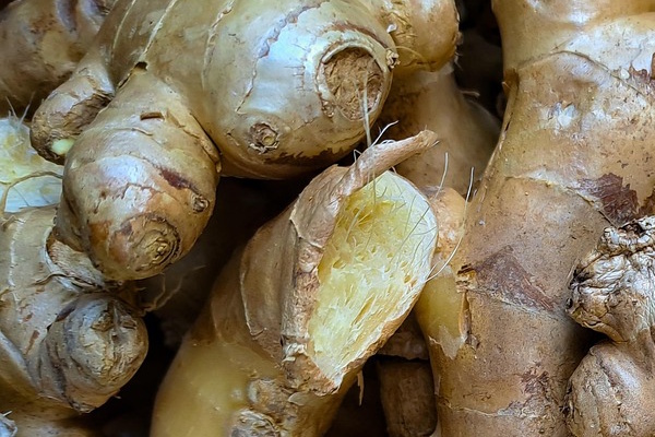 Fresh Ginger Root