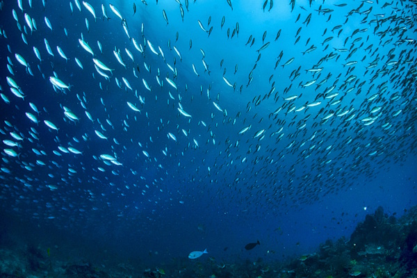 Pristine Ocean and Small Fish