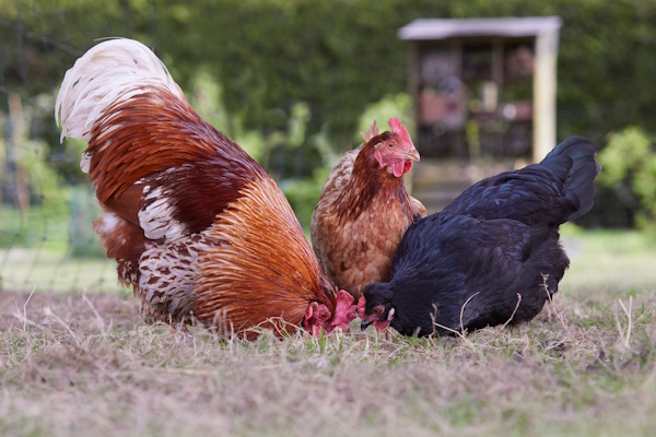 Authentic Pasture Foraging