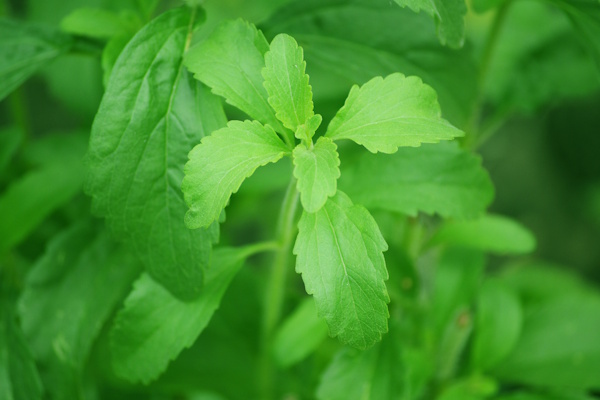 Stevia Rebaudiana Plant